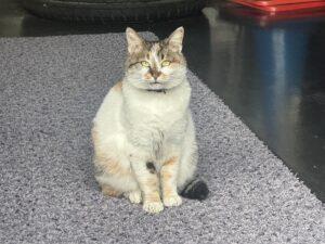 青空と緑と、ミーちゃんと。