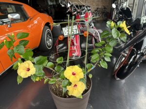 　V8とTシャツと、雨上がりの奇跡。