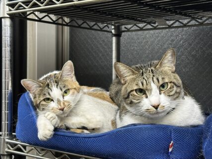 　極寒の朝も、V8トークは変わらず熱い！