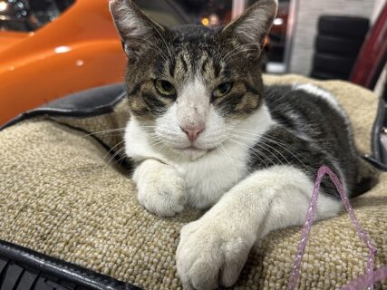 　ペイント作業と、もっちゃんのニャルソック！